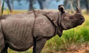 Pengertian flora ciri klasifikasi bagian jenis asiatis. Fauna Indonesia Fauna Asiatis Peralihan Australis Contoh