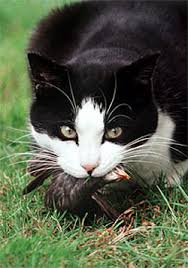 If you're worried about chemicals in the house, try a natural citrus spray. Songbird Fever Salmonella In Birds And Cats Worms Germs Blog