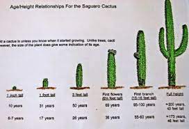 These plants can grow up to three feet tall, but some varieties stay smaller than that. Saguaro National Park East Cactus Saguaro Cactus Saguaro