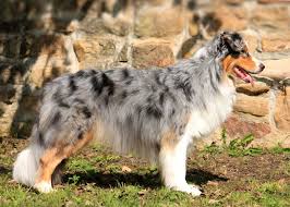 Say hello to the australian shepherd, these dogs are smart dogs. Farben Australian Shepherd Aussie De