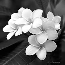 Plumeria Photograph Plumeria Black And White By Kerri Ligatich Black And White Flowers Flowers Black And White Photographs