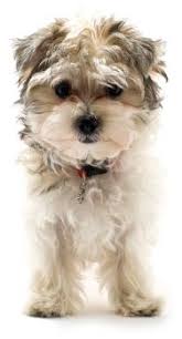 Kruising Puppy Puppies Dogs Animals