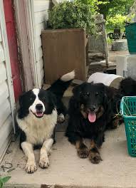 Common health issues include hip dysplasia and elbow dysplasia. English Shepherds