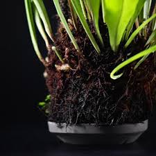 Image result for Microsorum punctatum