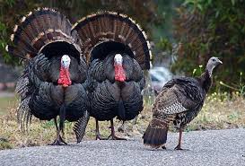Big Birds That Look Like Turkeys Wild Turkeys Wild Turkey Animals Wild Birds
