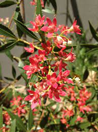 Ceratopetalum Gummiferum Nsw Christmas Bush This Is The First Successful Xmas Bush Plant In My Gardeni Australian Flowers Australian Native Plants Bush Plant