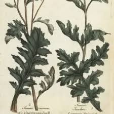 Image result for Senecio speciosus
