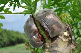 Combine grafting and air layering techniques in one single step and you can obtain several plants from the same rootstock. Papaya Air Layering Multiply Your Papaya Trees Fast In 17 Photos Steemit