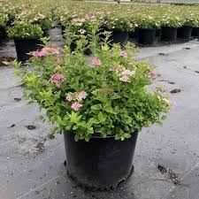 Image result for Spiraea japonica ´Little Princess