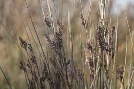 Image result for Juncus kraussii