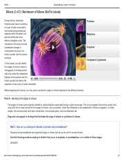 Maybe you would like to learn more about one of these? 295563967 Blankus Masteringbiology Chapter12homework Mitosis 2of3 Mechanismofmitosis Bioflixtutorial Duringmitosis Duplicated Course Hero