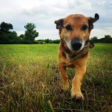 Check spelling or type a new query. 8 German Shepherd Mixes That Will Steal Your Heart Animalso