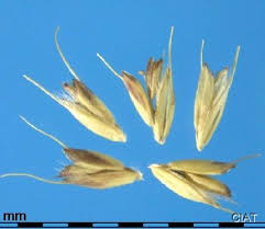 Image result for Chloris gayana