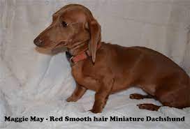 I raise miniature dachshunds of all colors and all hair coats. Diamond W Dachshunds Sires And Dams Prattville Al