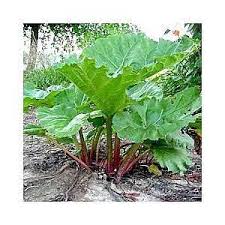 Feuilles De Rhubarbe Trucs Contre Les Pucerons Et Autres Recette Idee Jardin Feuille De Rhubarbe Jardins Et Jardinage Potager