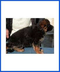 Australian kelpie australian shepherd australian terrier azawakh barbet basenji basset hound beabull beagle beaglier bearded collie beauceron bedlington terrier belgian malinois belgian sheepdog belgian shepherd laekenois. German Shepherd Dog Puppy For Sale Poddarkennel Call 9810871734