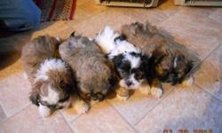 New litter of 5 teddybears!! Shihchon Teddy Bear Pups Mix Of Shih Tzu Bichon Price 500 For Sale In Wayland Iowa Best Pets Online