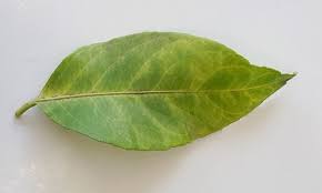 Are Your Citrus Leaves Turning Green With Yellow Veins In Winter When Gardeners See This Colour Change In Their Cit Citrus Trees Baby Food Recipes Green Veins
