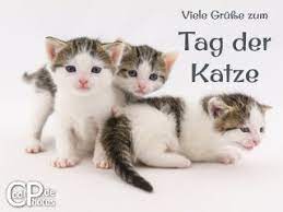 Der internationale tag der katze, kurz tag der katze, auch internationaler katzentag oder weltkatzentag genannt, ist ein aktionstag und wird alljährlich am 8. Coolphotos De Grusskarten Internationaler Katzentag 8 8