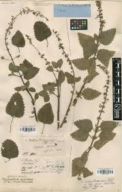 Image result for Tinnea eriocalyx