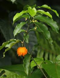 Image result for Tabernanthe