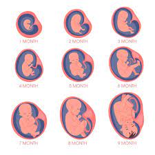 Premium Vector Embryo In Womb Set Fetal Development And Growth During Pregnancy Monthly Stage Baby Awaiting