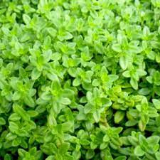 Buy thyme plant herb seeds and get the best deals at the lowest prices on ebay! Wholesale Herb Thyme Lemon Rooted Plug Liners