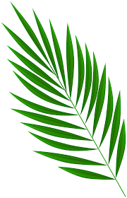 Palm branch transparent clip art image | gallery. Fresh Palm Branch Png Clipart Gallery Yopriceville High Quality Images And Transparent Png Free Clipart