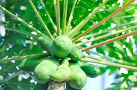 Image result for Caricaceae