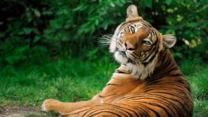 Image result for tiger