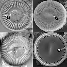 Image result for Cyclocotyla