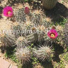 Hedgehog cacti belong to the echinocereus genus that contains about 70 species of ribbed and now that you know how easy is to grow and care for hedgehog cacti, we know that is almost impossible to resist them! Echinocereus Engelmannii Engelmann S Hedgehog Cactus Buy Seeds At Rarepalmseeds Com