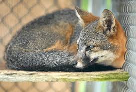 Hotels near santa catalina island interpretive center. Channel Island Fox Clears Major Hurdle The Santa Barbara Independent