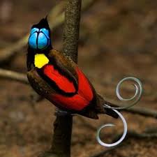 Black Bird With Blue Head And Neck Wilson S Bird Of Paradise Rare Birds Pet Birds Colorful Birds