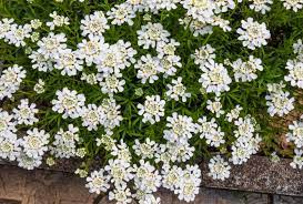 Maybe you would like to learn more about one of these? 15 Best Cascading Plants For Retaining Walls Garden Lovers Club