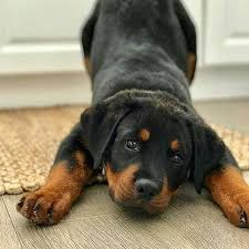 download rottweiler guide here rottweiler best dogs dogs