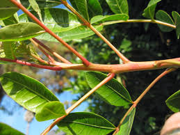 Image result for Triraphis schinzii