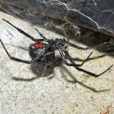 For persons with hypertensive cardiovascular disease or age < 16 or > 60 evidence of insemination of multiple females by the male black widow spider, latrodectus mactans (araneae, theridiidae)./. Latrodectus Mactans Southern Black Widow Spider Identification Pictures