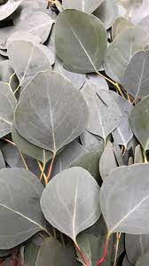 Silver Dollar Eucalyptus Eucalyptus Greenery Flower Delivery Bulk Flowers Silver Dollar Eucalyptus Spring Wedding Flowers Anniversary Flowers