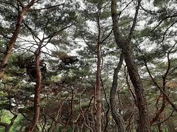Maybe you would like to learn more about one of these? File Korean Pine Trees In Seoul Jpg Wikipedia