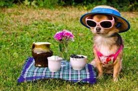 Stock Photo Pets Dog Expressions Chihuahua Dogs Pets