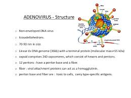 Adenoviruses are the group of medium sized, non. Adenovirus As An Animal Vector