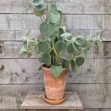 It produces dark green leaves with. Peperomia Hovaria