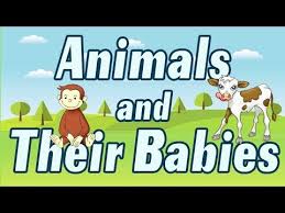 Now, take a break and visit these cute baby animal pictures with their mommas, radiating all the best. Babies Of Animals Animals And Their Babies Learn About Animals And Their Babies Youtube