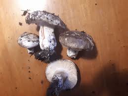 Image result for Russula foetentula