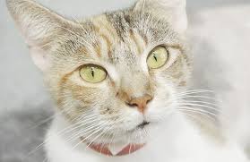 ‪Cats | HSTB | Humane Society of Tampa Bay‬‏