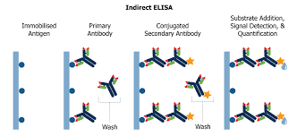 This is done either directly or via the. Elisa Assays