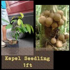 Many kinds of dwarf fruit trees are good candidates for container gardening and can be set out on a balcony or patio. Kepel Dwarf Fruit Trees Rare Fruit Trees In Containers Philippines Facebook
