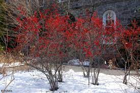 Easy to grow and maintain, with or without a green thumb. Winter Berries For Fruit Eating Birds Hgtv