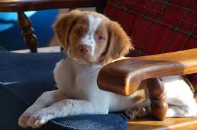 Male collie for sale a year and a half years old to a good home. American Brittany Hunting Dog Puppies Breeders Adoption Mn